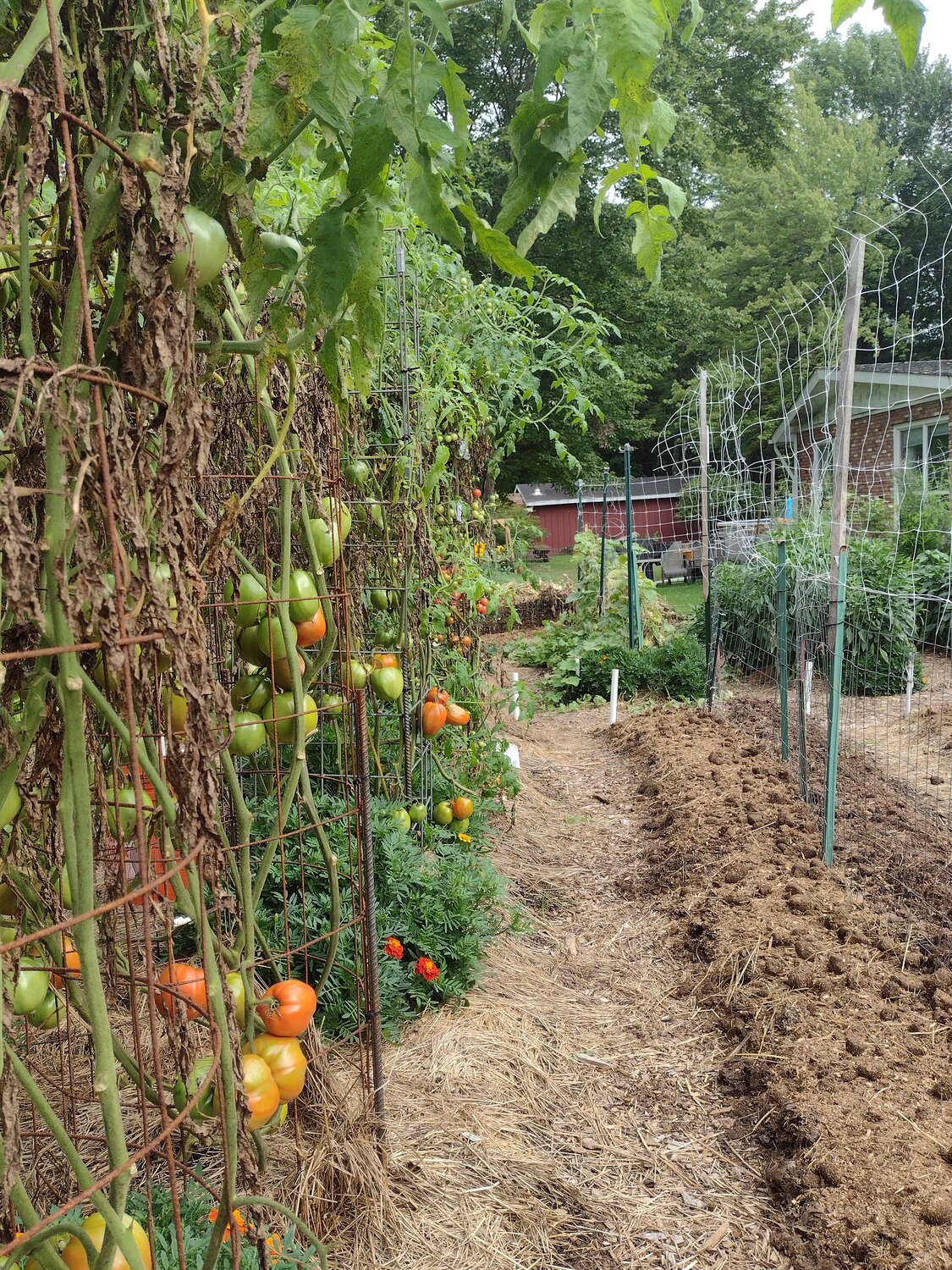 Bob Hoffman’s Victory Garden in Beach Lake, PA, employs fencing to keep out deer and rabbits.